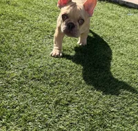 Nico, a male French Bulldog for sale in Vero Beach, FL – Photo 3 of 5