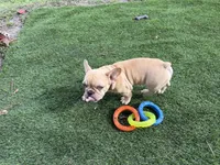 Nico, a male French Bulldog for sale in Vero Beach, FL – Photo 5 of 5