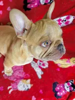 Nico, a male French Bulldog for sale in Vero Beach, FL – Photo 1 of 5