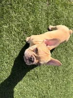 Nico, a male French Bulldog for sale in Vero Beach, FL – Photo 4 of 5