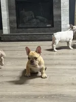 Nico, a male French Bulldog for sale in Vero Beach, FL – Photo 2 of 5