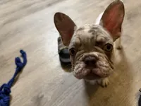 Osha, a female French Bulldog for sale in Vero Beach, FL – Photo 6 of 6