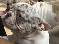 Osha, a female French Bulldog for sale in Vero Beach, FL – Photo 2 of 6