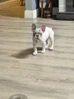 Osha, a female French Bulldog for sale in Vero Beach, FL – Photo 4 of 6