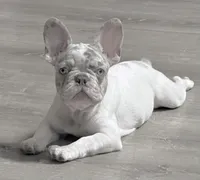 Osha, a female French Bulldog for sale in Vero Beach, FL – Photo 1 of 6