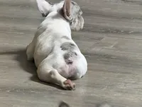 Osha, a female French Bulldog for sale in Vero Beach, FL – Photo 5 of 6