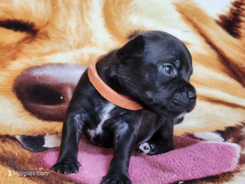 Oscar – Staffordshire Bull Terrier puppy for sale in Baltimore, MD