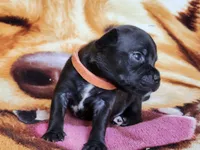 Oscar, a male Staffordshire Bull Terrier for sale in Baltimore, MD – 1 of 7