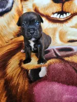 Yolo, a male Staffordshire Bull Terrier for sale in Baltimore, MD – 4 of 6