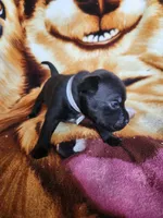 Wes, a male Staffordshire Bull Terrier for sale in Baltimore, MD – 4 of 8