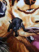 Wes, a male Staffordshire Bull Terrier for sale in Baltimore, MD – 8 of 8