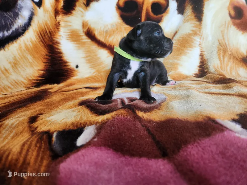 Gio – Staffordshire Bull Terrier puppy for sale in Baltimore, MD
