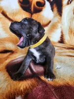 Yolo, a male Staffordshire Bull Terrier for sale in Baltimore, MD – 3 of 6