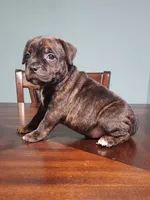 Yolo (SOLD), a male Staffordshire Bull Terrier for sale in Baltimore, MD – 2 of 8