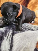 Oscar, a male Staffordshire Bull Terrier for sale in Baltimore, MD – 5 of 7