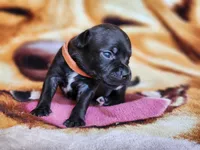 Oscar, a male Staffordshire Bull Terrier for sale in Baltimore, MD – 6 of 7