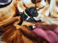 Gio, a male Staffordshire Bull Terrier for sale in Baltimore, MD – 4 of 6