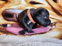 Oscar, a male Staffordshire Bull Terrier for sale in Baltimore, MD – 2 of 7