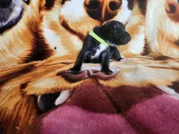 Gio, a male Staffordshire Bull Terrier for sale in Baltimore, MD – 5 of 6