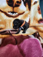Oscar, a male Staffordshire Bull Terrier for sale in Baltimore, MD – 4 of 7