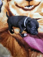 Wes, a male Staffordshire Bull Terrier for sale in Baltimore, MD – 2 of 8