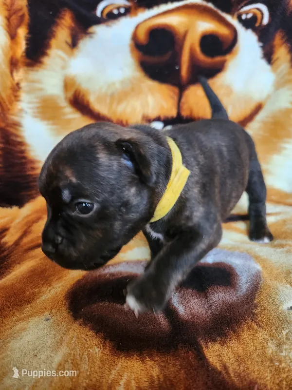 Yolo – Staffordshire Bull Terrier puppy for sale in Baltimore, MD
