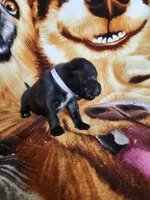 Wes, a male Staffordshire Bull Terrier for sale in Baltimore, MD – 6 of 8