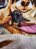Yolo, a male Staffordshire Bull Terrier for sale in Baltimore, MD – 5 of 6