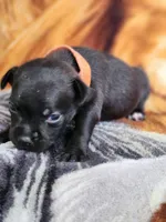 Oscar, a male Staffordshire Bull Terrier for sale in Baltimore, MD – 7 of 7