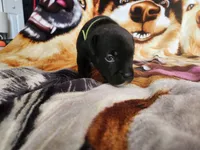 Gio, a male Staffordshire Bull Terrier for sale in Baltimore, MD – 3 of 6