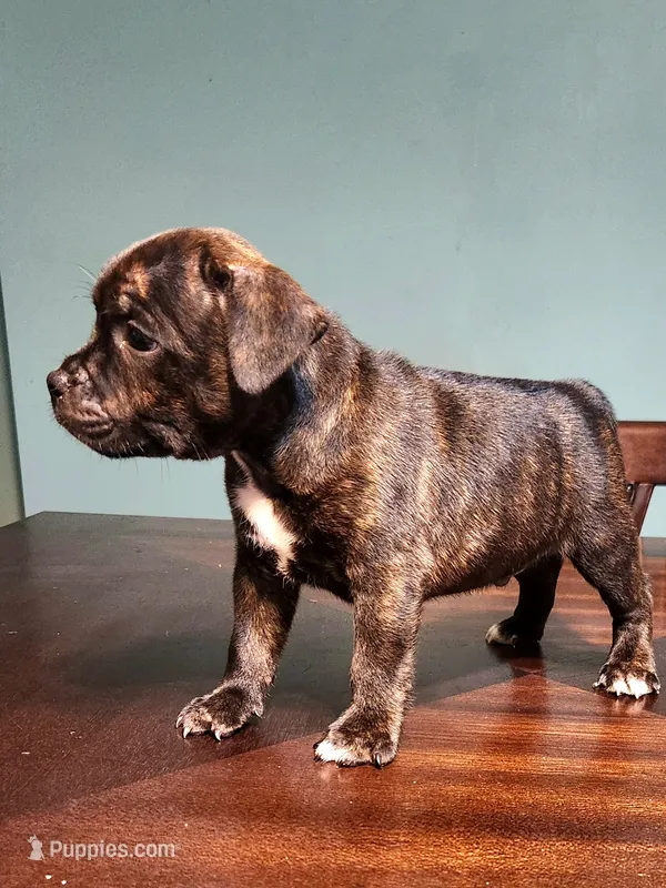 Yolo (SOLD) – Staffordshire Bull Terrier puppy for sale in Baltimore, MD