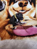 Yolo, a male Staffordshire Bull Terrier for sale in Baltimore, MD – 6 of 6