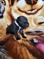Wes, a male Staffordshire Bull Terrier for sale in Baltimore, MD – 3 of 8