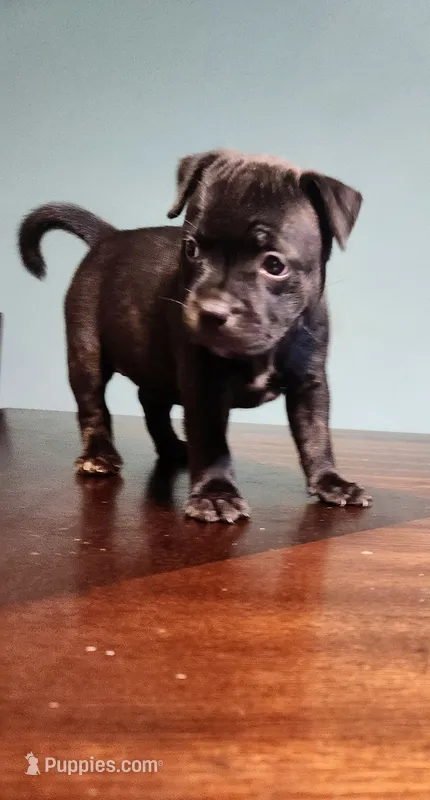 Wes – Staffordshire Bull Terrier puppy for sale in Baltimore, MD