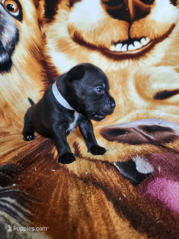 Wes – Staffordshire Bull Terrier puppy for sale in Baltimore, MD