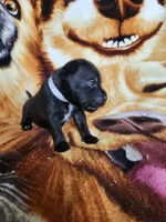 Wes, a male Staffordshire Bull Terrier for sale in Baltimore, MD – 1 of 8