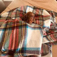 Male 2 , a male Miniature Dachshund for sale in Wildwood, FL – 3 of 3