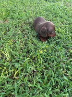 Male 2 , a male Miniature Dachshund for sale in Wildwood, FL – 2 of 3