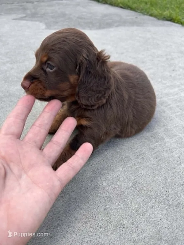 Male 3 – Miniature Dachshund puppy on hold in Wildwood, FL