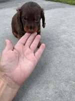 Male 3, a male Miniature Dachshund for sale in Wildwood, FL – 2 of 4