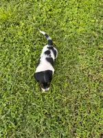 Male 1 , a male Miniature Dachshund for sale in Wildwood, FL – 3 of 4
