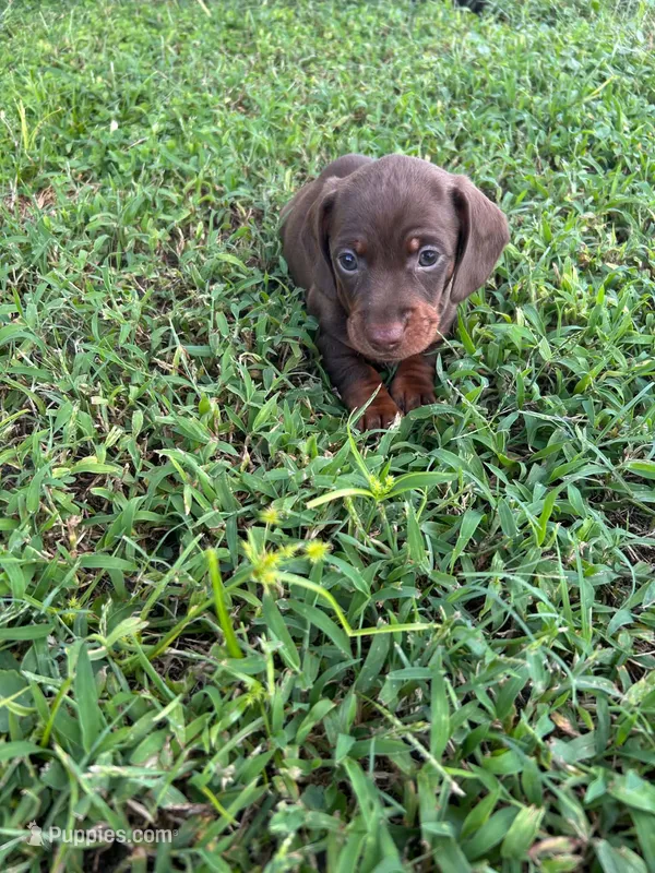 Male 2  – Miniature Dachshund puppy for sale in Wildwood, FL