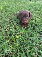 Male 2 , a male Miniature Dachshund for sale in Wildwood, FL – 1 of 3