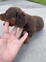 Male 3, a male Miniature Dachshund for sale in Wildwood, FL – 3 of 4