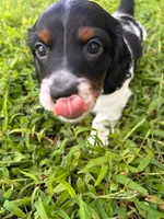 Male 1 , a male Miniature Dachshund for sale in Wildwood, FL – 2 of 4