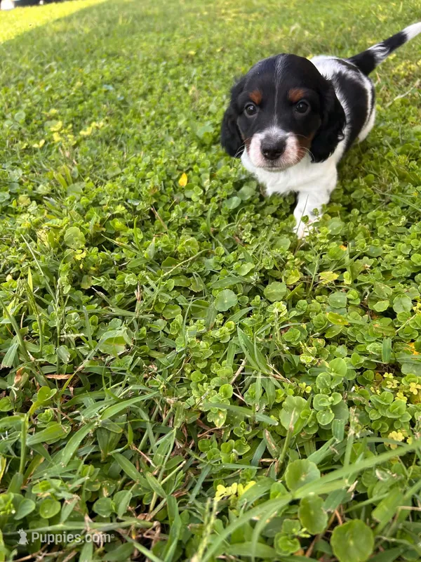 Male 1  – Miniature Dachshund puppy for sale in Wildwood, FL