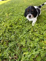 Male 1 , a male Miniature Dachshund for sale in Wildwood, FL – 1 of 4