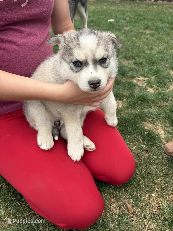 Piper – Siberian Husky puppy for sale in Delta, CO
