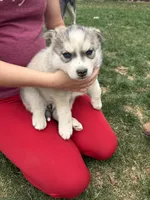 Piper, a female Siberian Husky for sale in Delta, CO – Photo 1 of 2