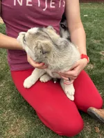 Piper, a female Siberian Husky for sale in Delta, CO – Photo 2 of 2
